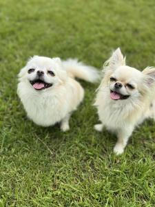 two small white dogs standing in the grass at DOMKI LAURA sauna & gorąca balia in Jastrzębia Góra