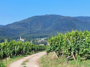 a dirt road through a vineyard with a mountain at Cocoon Spa in Issenheim