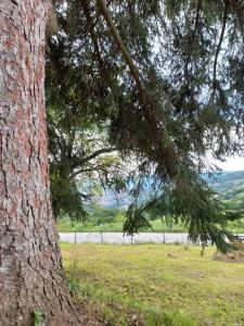 a tree standing next to a field with a lake at Domaćinstvo Simović in Duboko
