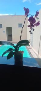 a plant sitting on a table next to a pool at Edicula para temporada in Piracicaba