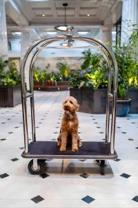 a small brown dog sitting on a cart at Emery Hotel, Autograph Collection in Minneapolis +52 photos