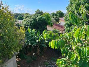 an image of a garden with trees and plants at Quartos da Cida in Foz do Iguaçu