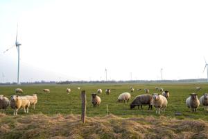 a herd of sheep grazing in a field at Hof Friesenruhe – Loft in Högel