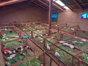 a group of chickens in pens in a barn at Hospedaje Q'ello Qantu in Coper +5 photos