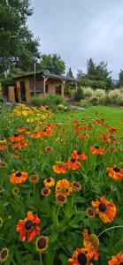a field of flowers with a house in the background at Sjesta al mare, domki z sauną i balią z jacuzzi in Lubiatowo