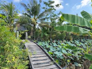 a wooden path through a garden of lily pads at Homestay Phương Chi in Ấp Mỹ Phước