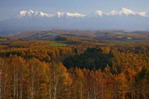 a view of a forest with mountains in the background at STAY IN TOYOOKA in Asahikawa