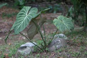 a plant with large green leaves growing between rocks at Finca Kapok tree in Miramar