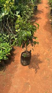 a small tree in a pot on a dirt road at Bamboo in Kuilapayam