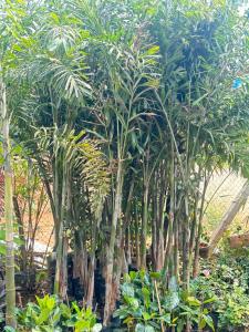 a row of palm trees in a garden at Bamboo in Kuilapayam
