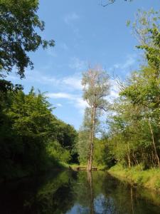 a tree in the middle of a river at Etno Vila Ognjilo in Kragujevac