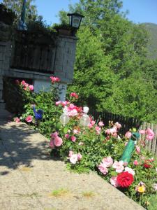 Zahrada ubytování Pension Stammerhof