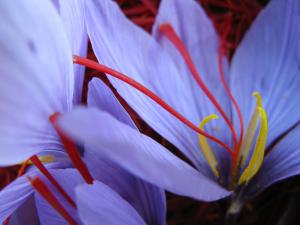 a close up of a blue and red flower at Railway cottage in Dürnstein in Dürnstein
