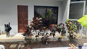 a house with a bunch of plants in front of a door at Witty Woods Guesthouse in Camalig