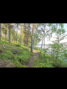 a dirt road in the middle of a forest at Дом на берегу озера Саймаа in Ruokolahti