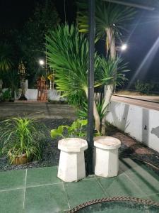 a couple of stools sitting next to a palm tree at บ้านสวนริมทาง in Ban Pha Saeng Lang +4 photos