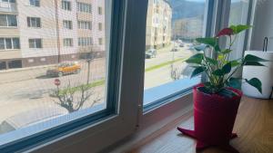 a plant in a vase sitting on a window sill at Boulevard apartament in Sighetu Marmaţiei