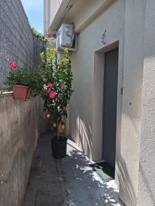 a plant in a pot next to a building at Cefalù Station House in Cefalù