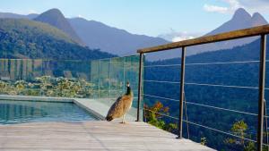 a bird standing on a deck next to a pool at Siramat Hotel in Petrópolis