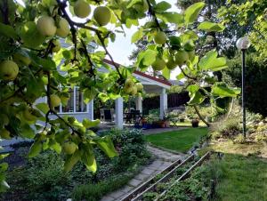 an apple tree in front of a house at Huone lintukodossa in Helsinki
