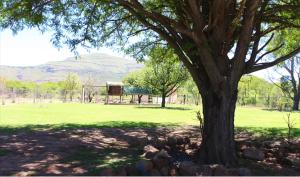 a tree in a field with a goal at Little Waters Bnb in Queenstown +5 photos