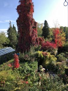 a garden with a large tree covered in flowers at Vejlø Skole - Degnegaarden in Næstved