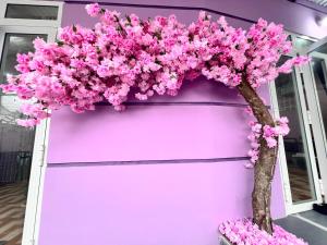 a purple garage with a tree filled with pink flowers at Ryo Homestay Dốc Lể in Ba Ha +5 photos
