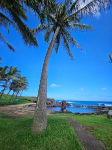 a palm tree on a beach with the ocean at Hostal Vieroto in Hanga Roa