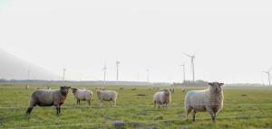 a herd of sheep in a field behind a fence at Hof Friesenruhe in Högel