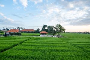 a field of green grass with a building in the middle at 2BR Rice Field View Private Villa in Cemagi in Canggu