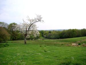 a tree in a field with green grass at Négrignas in Augne +7 photos
