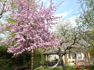 Zahrada ubytování Hotel Oranien