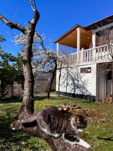 a cat laying in the grass next to a tree at Guest House MIRA in Martvili