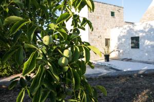 A garden outside Maison MilleOttocento