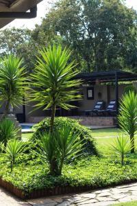 a group of palm trees in a yard at TAG@12A in Piet Retief