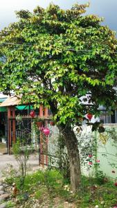 a tree in front of a fence at Líu homestay in Klong A