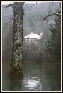 a tree in the middle of a lake with a house at LAAS ART GALLERY in Stari Trg pri Ložu