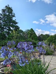 a bunch of purple flowers in a garden at Room with a View in Grantham