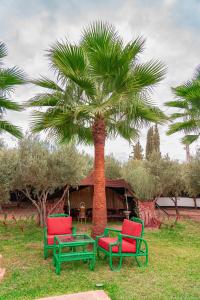 three green and red chairs and a palm tree at Bungalow with Pool View & Breakfast in Marrakesh