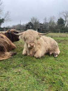 two cows laying in the grass in a field at Happy Meadows - The Chick Inn in Long Stratton