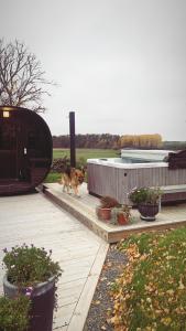 a dog is walking on a wooden deck at Pensionat på hästgård in Alunda