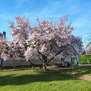 a tree with pink flowers on it in a yard at Au Coeur du Verger in Thiescourt