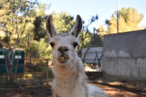 a close up of a llama with its mouth open at Camping Marina Plage in Vitrolles