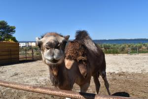 a camel is standing in a dirt field at Camping Marina Plage in Vitrolles
