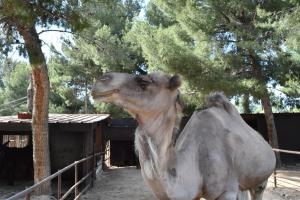 a camel standing in front of a building at Camping Marina Plage in Vitrolles