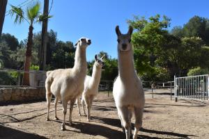 three llamas standing next to each other at Camping Marina Plage in Vitrolles