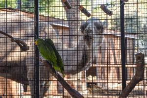 a green bird sitting on a branch in a cage at Camping Marina Plage in Vitrolles +26 photos
