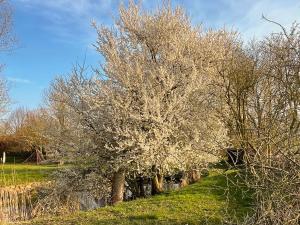 a tree with white flowers on it in a field at Gästescheune Rubitz in Rubitz