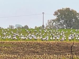 a large flock of birds standing in a field at Gästescheune Rubitz in Rubitz +16 photos