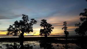 three trees in a field with a sunset in the background at บากันใหญ่โฮมสเตย์ in Ban Ba Kan Yai